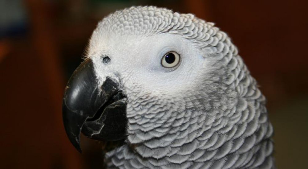 image diaporama